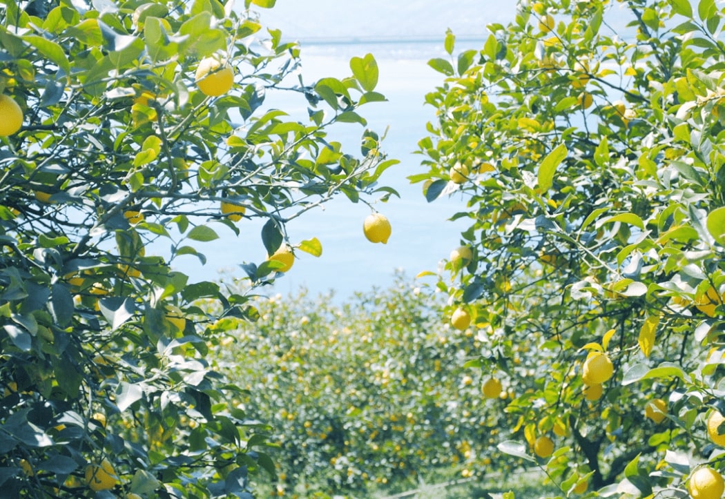 lemon-tree-with-ocean