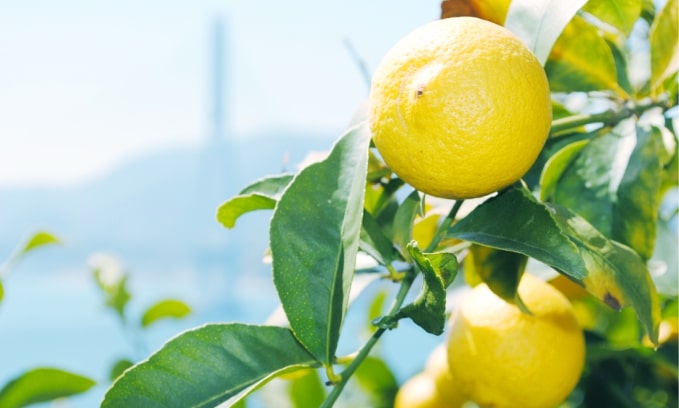 lemon-tree